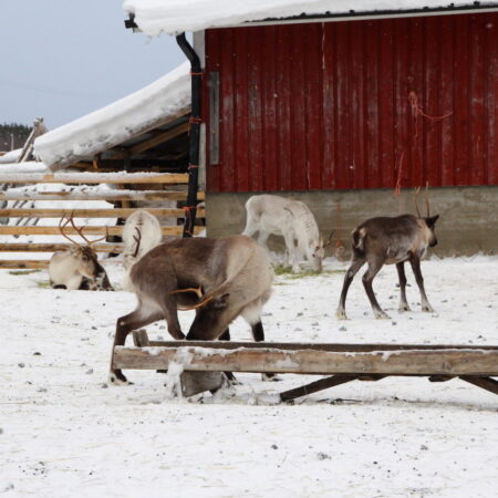 Schwedenlinks