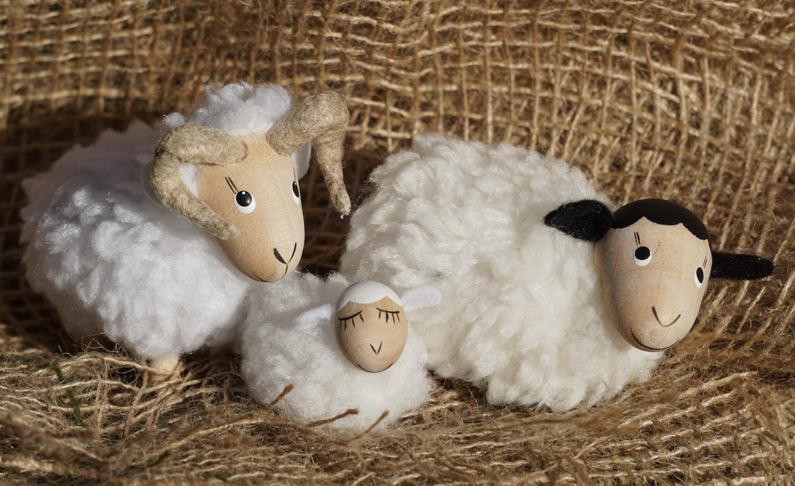 Lämmchen – Bild 10